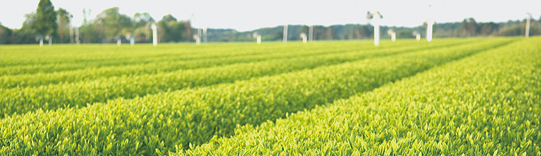 大塚園茶畑の写真